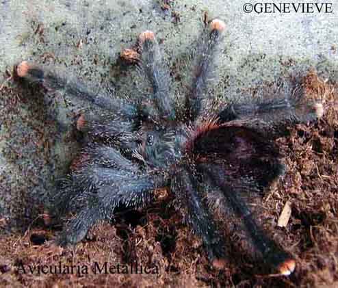 Avicularia metallica