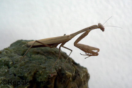 Miomantis paykullii (pharaonica)