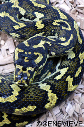 Morelia spilota cheynei