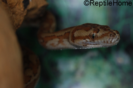 Morelia spilota caramel