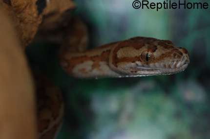 Morelia spilota "caramel"