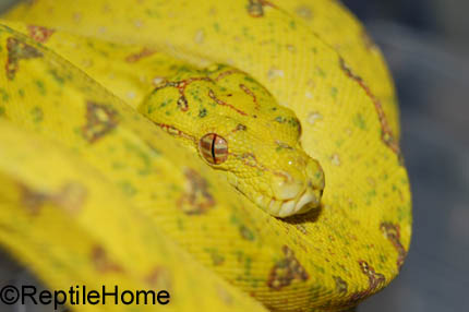 Morelia viridis Biak
