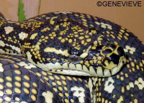 Morelia spilota