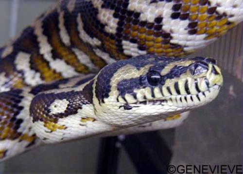 Morelia spilota variegata