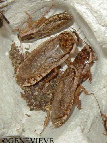 Nauphoeta cinerea