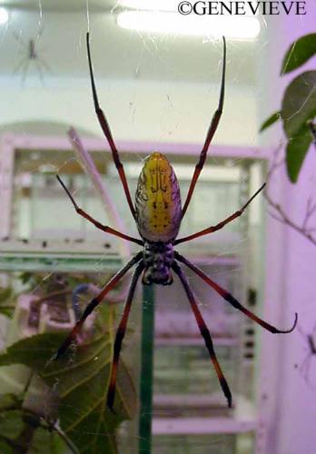 Nephila inaurata