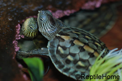 Mauremys (Ocadia) sinensis