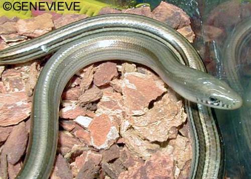 Ophiodes intermedius