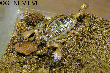 Opistophthalmus boehmi