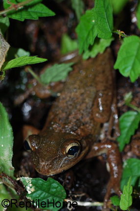 Osteopilus septentrionalis