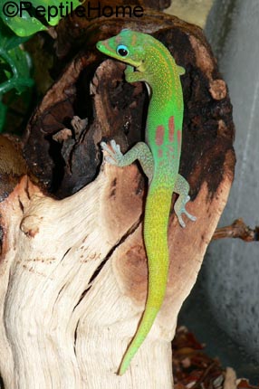 Phelsuma laticauda