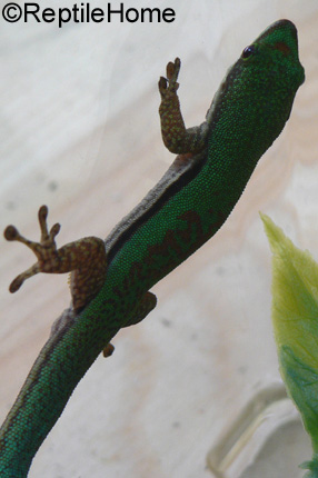 Phelsuma lineata