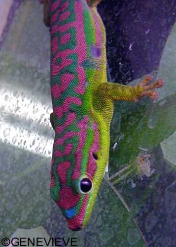 Phelsuma cepediana