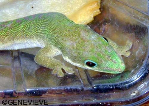 Phelsuma dubia