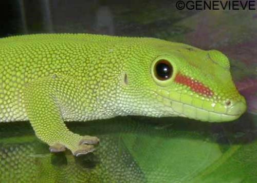 Phelsuma (madagascariensis) grandis