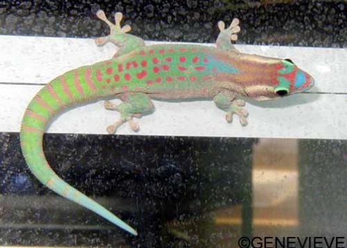 Phelsuma ornata