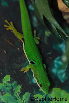 Phelsuma quadriocellata quadriocellata