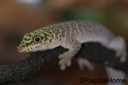 Phelsuma standingi