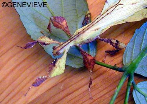 Phyllium bioculatum pulchrifolium