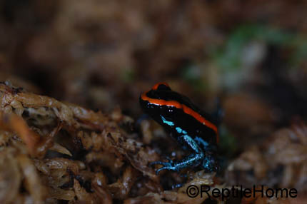 Phyllobates vittatus