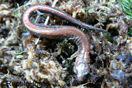 Plethodon cinereus