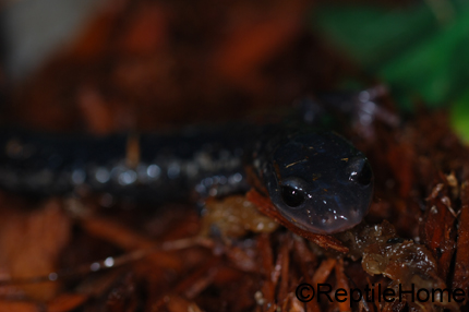 Plethodon glutinosus