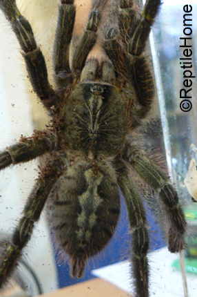 Poecilotheria rufilata