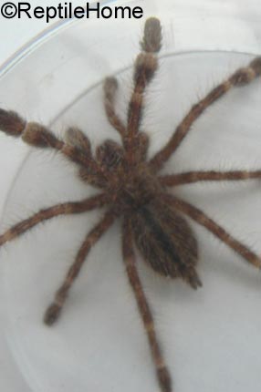 Poecilotheria striata