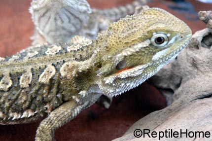 Pogona henrylawsoni