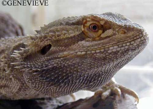 Pogona vitticeps