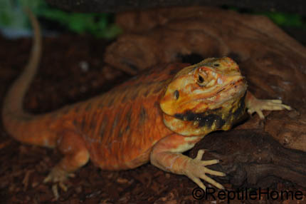 Pogona vitticeps