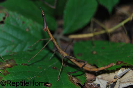 Proscopia luceomaculata