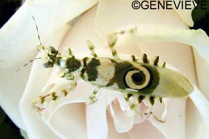 Pseudocreoboter wahlbergi
