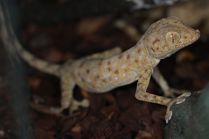 Ptyodactylus hasselquistii