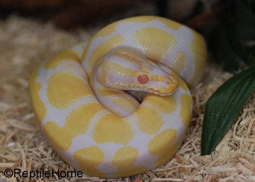 Python regius Phases