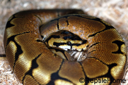 Python regius Spider