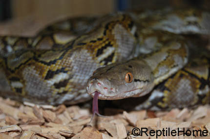 Python reticulatus jampeanus