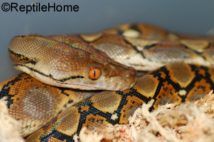 Python reticulatus