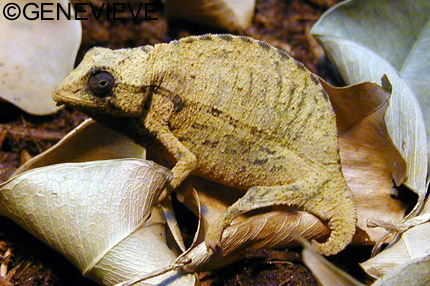 Rieppeleon (Rhampholeon) brevicaudatus