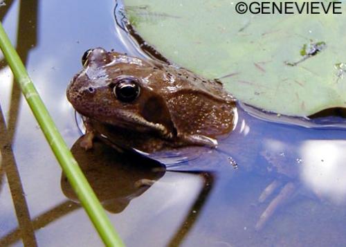 Rana temporaria