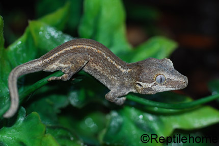 Rhacodactylus auriculatus