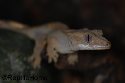 Correlophus (Rhacodactylus) ciliatus