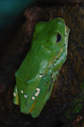 Rhacophorus kio