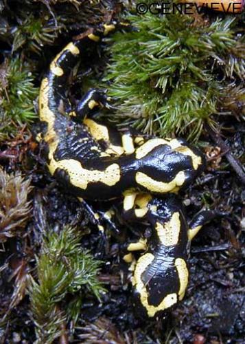 Salamandra salamandra