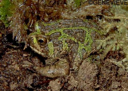 Scaphiophryne pustulosa