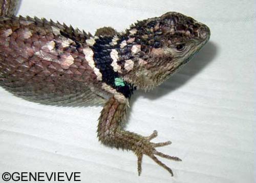 Sceloporus cyanogenys