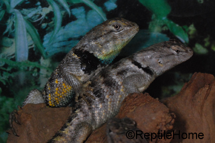 Sceloporus magister