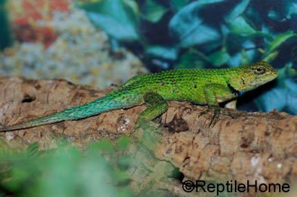 Sceloporus malachiticus