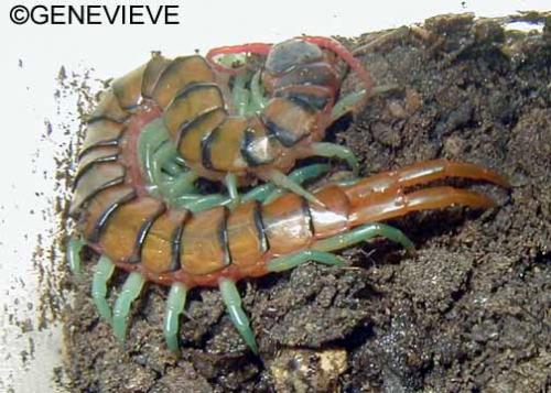 Scolopendra sp