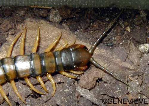 Scolopendra cingulata